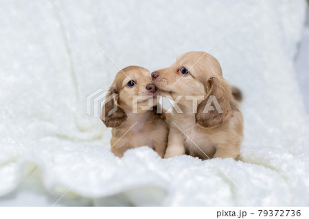 仔犬　カニンヘンダックスフンド 79372736