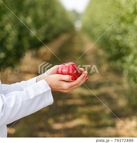 Farmer hold fresh red apple harvested by herself in orchard garden, farming 79372886