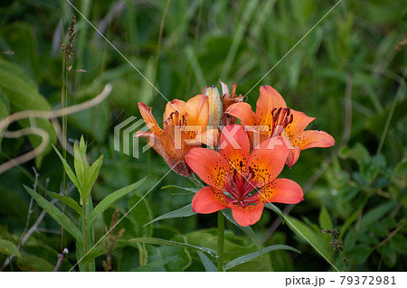 オレンジ色のユリの花 エゾスカシユリ オレンジ色のユリの花 エゾスカシユリ 79372981