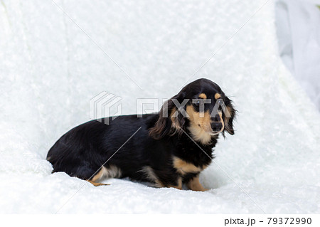 成犬 カニンヘンダックスフンド 成犬 カニンヘンダックスフンド 79372990