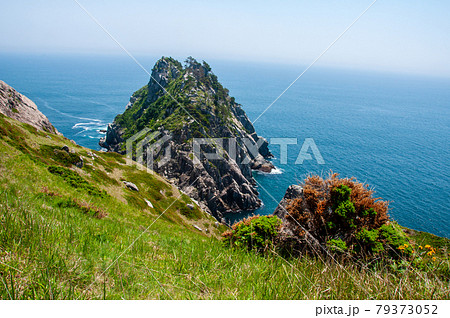 岩手県大船渡三陸町越喜来半島のマルバダケブキの大群落 79373052