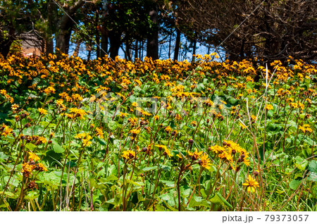 岩手県大船渡三陸町越喜来半島のマルバダケブキの大群落 79373057