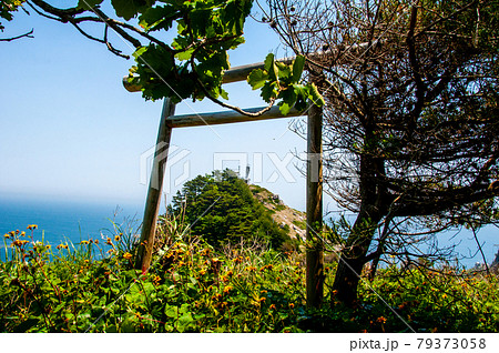 岩手県大船渡三陸町越喜来半島のマルバダケブキの大群落 首崎灯台と竜王尊鳥居 79373058
