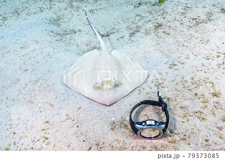 ヤッコエイ 79373085