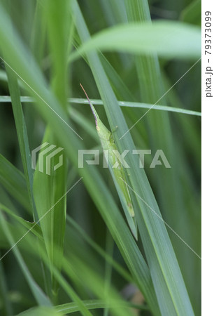 ススキの低い位置に潜むショウリョウバッタモドキ1 79373099