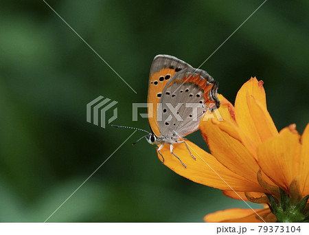 キバナコスモスの花から飛び立つ前に周囲をうかがうベニシジミ1 79373104