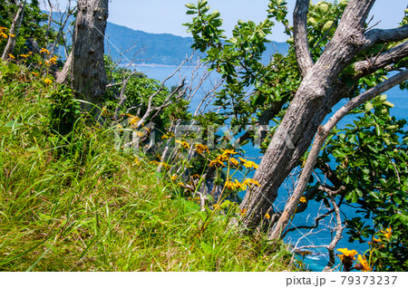 岩手県大船渡三陸町越喜来半島首崎のマルバダケブキの大群落　 79373237