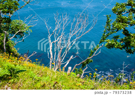 岩手県大船渡三陸町越喜来半島首崎のマルバダケブキの大群落 岩手県大船渡三陸町越喜来半島首崎のマルバダケブキの大群落 79373238