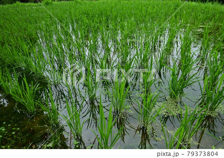 棚田と梅雨時のイネ 79373804