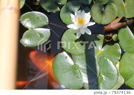 庭の池に咲いた睡蓮の花と鯉 79374136