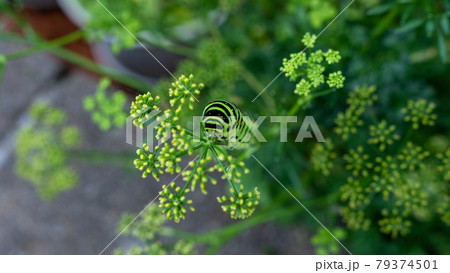 花の咲いたパセリを上るキアゲハの幼虫の俯瞰の写真素材
