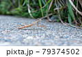 コンクリートの道を渡るカマキリ 79374502