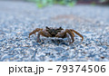 コンクリートの道を渡るカメラ目線のイソガニ 79374506