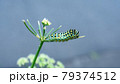 花の咲いたパセリを上るキアゲハの幼虫の横向き 79374512