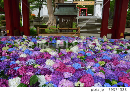 大宰府天満宮 花手水 大宰府天満宮 花手水 79374528
