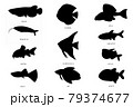 熱帯魚　シルエット 79374677