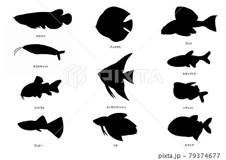 熱帯魚　シルエット 79374677