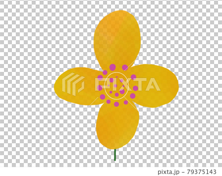 黄色の花 79375143