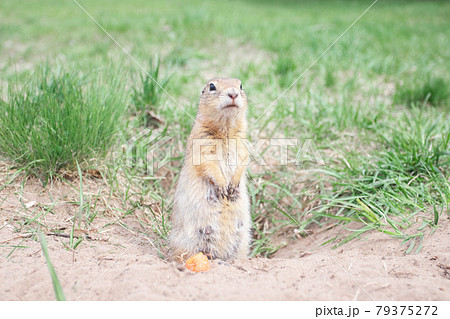 Wild gopher standing and looking near the burrow Wild gopher standing and looking near the burrow 79375272