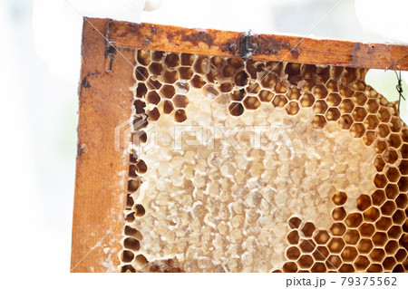Honeycombs frame with fresh honey Honeycombs frame with fresh honey 79375562