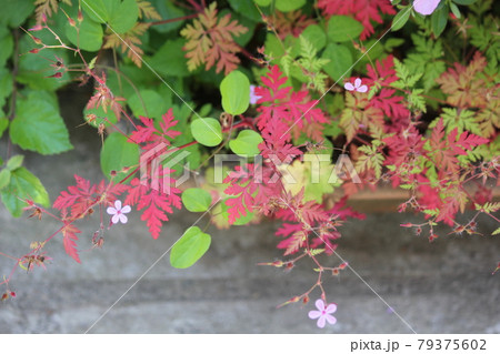 庭の花壇に咲いていたヒメフウロ 79375602