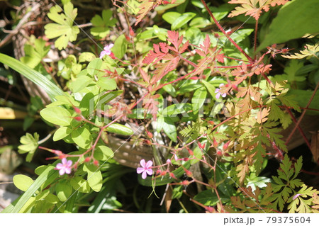 庭の花壇に咲いていたヒメフウロ 庭の花壇に咲いていたヒメフウロ 79375604
