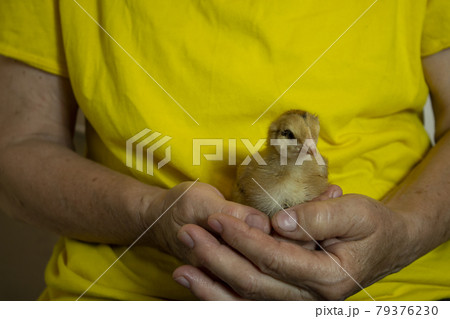 unfocused yellow little chicken in the hands of a man 79376230