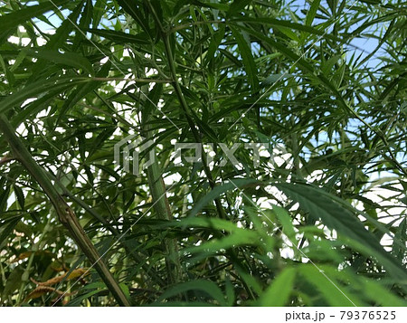 自生する大量の野生の大麻草と青空背景3 Large Amount Of Wild Cannabisの写真素材