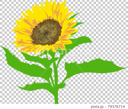 鮮やかなひまわりの花のイラストのイラスト素材