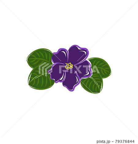 African Violet Pixel Perfect Blooming のイラスト素材