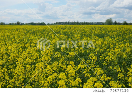 Blooming rapeseed field under the blue sky. Farmland on a sunny day. Plant for biofuel production. 79377136