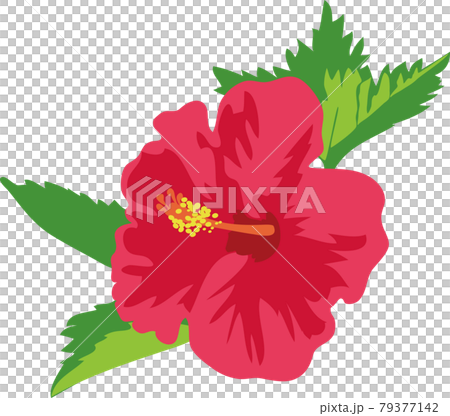 白バックの鮮やかな一輪のハイビスカスの花と葉のイラスト 79377142