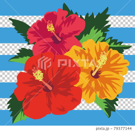 水色のボーダーバックの鮮やかな三輪のハイビスカスの花と葉のイラスト 79377144