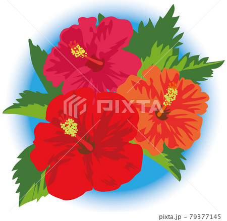青いぼかしバックの鮮やかな三輪のハイビスカスの花と葉のイラスト 79377145