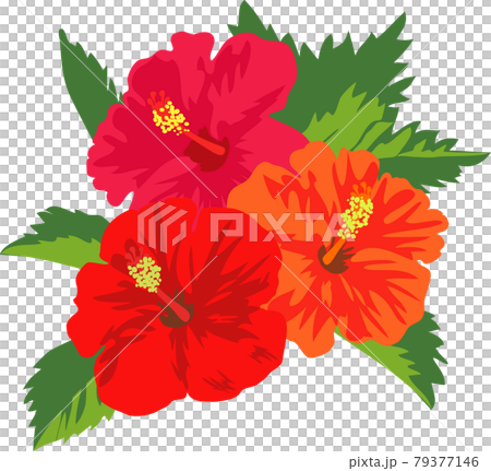 Illustration of bright three-wheeled hibiscus flowers and leaves 79377146