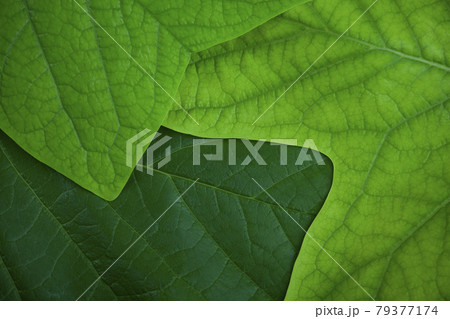 image of green leaf background image of green leaf background 79377174