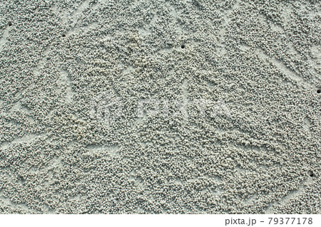 Crab making sand balls on the beach 79377178