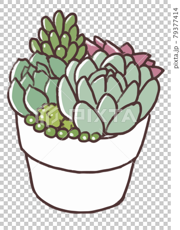多肉植物の寄せ植え 79377414