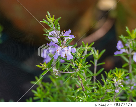plant coastal Rosemary Westringia Wynyabbie Gem plant coastal Rosemary Westringia Wynyabbie Gem 79377478