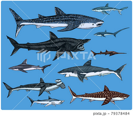 Sharks set.Great white shark, Sixgill sawshark. Basking Sand Tiger Hammerhead Thresher Atlantic Bull 79378484