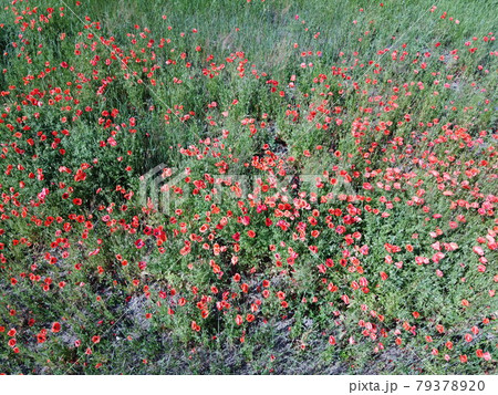 Red poppies bloom among field herbs in sunny weather, aerial view. Red poppies bloom among field herbs in sunny weather, aerial view. 79378920