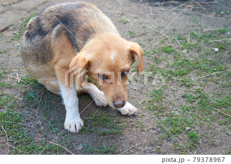 A little, sick mongrel is sitting. Dog with a sad, sickly look. 79378967
