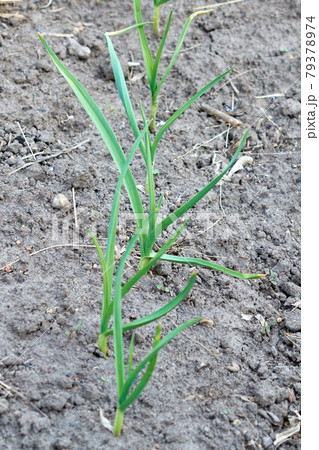 A row of garlic grows on a bed. 79378974