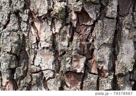 Pear tree bark as a background. Textured wood bark. Pear tree bark as a background. Textured wood bark. 79378987
