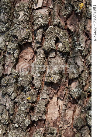 Pear tree bark as a background. Textured wood bark. Pear tree bark as a background. Textured wood bark. 79378991