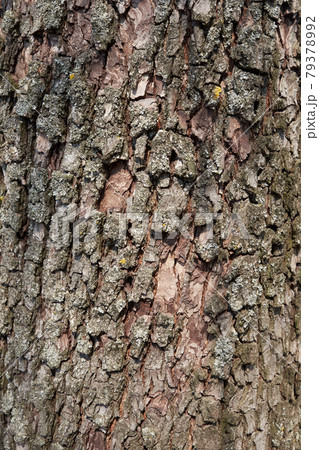 Pear tree bark as a background. Textured wood bark. Pear tree bark as a background. Textured wood bark. 79378992