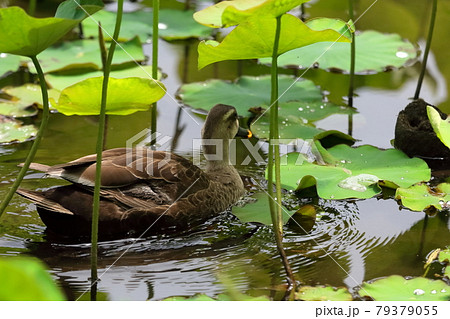 蓮の池とカモ 79379055