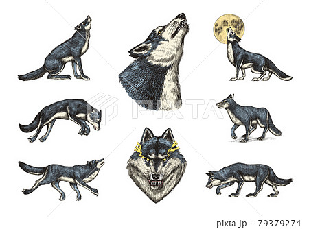 Gray Wolf Set Gray Wolf A Predatory Beast のイラスト素材