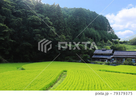 夏の田舎の田園風景／日本の風景 79379375