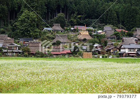 茅葺屋根とそば畑／日本・京都の風景 79379377